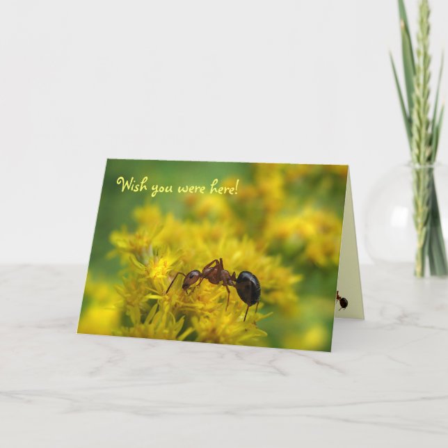 Carte Petite fourmi sur Goldenrod Amitié (Devant)