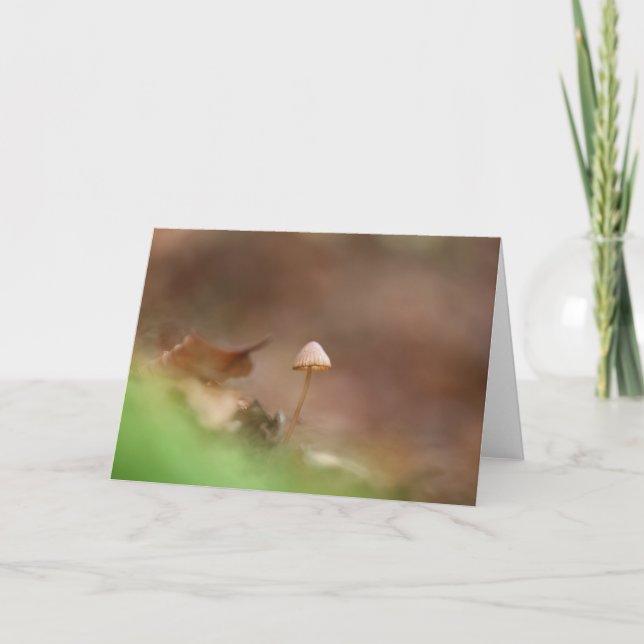 Carte Petite photo de la nature des champignons (Devant)