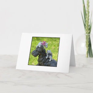Carte Petites Westies blanches