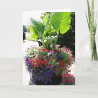 Petunias & Oreille éléphante, Penser à vous