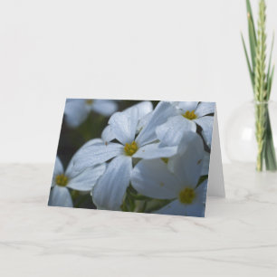 Carte Phlox blanc