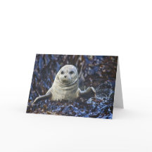 Phoque du port (Phoca vitulina)