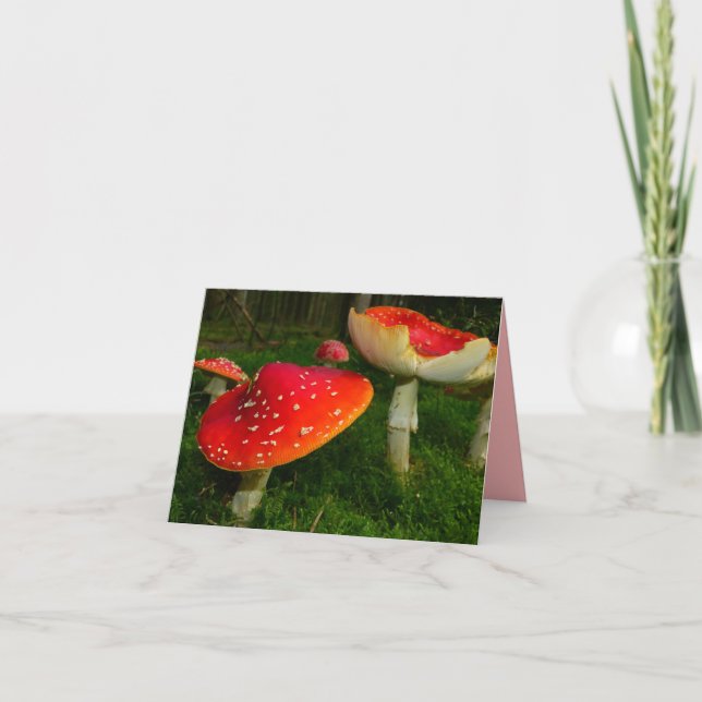 Carte photo blanche de champignons blancs rouges (Devant)