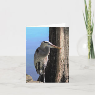 Carte photo blanche Great Blue Heron