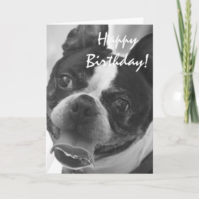 Carte Photo Boston Terrier (Devant)