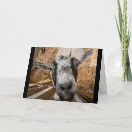 Carte Photo Brown et noire de chèvre nubienne mignonne