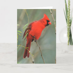 Carte Photo Cardinal Bird