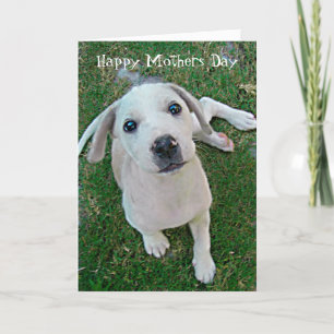 Carte photo Chien chiot blanc Joyeux Fête des mères