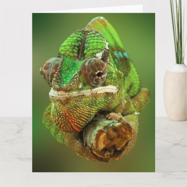 Carte Photo de Chameleon (Devant)