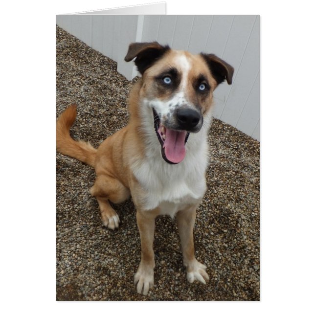 Carte photo de chien - bleu (Devant)