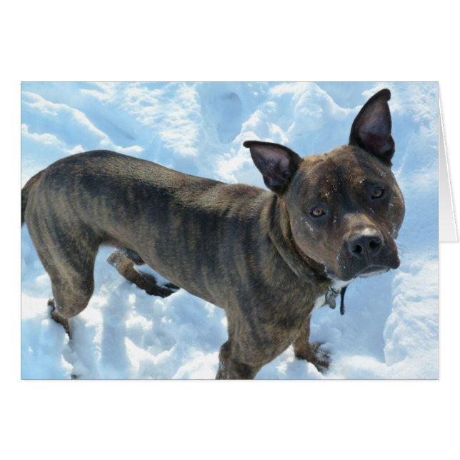Carte photo de chien - conserves au vinaigre de (Devant horizontal)