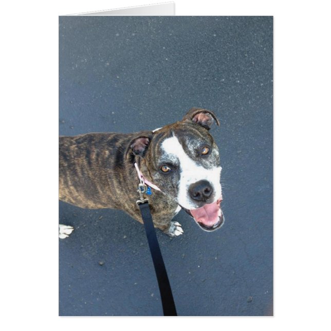 Carte photo de chien - Macy (Devant)