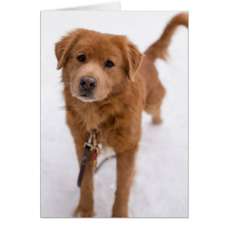 Carte photo de chien - Marley