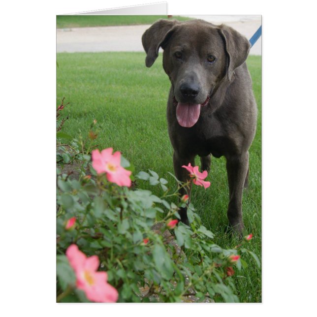 Carte photo de chien - maximum (Devant)