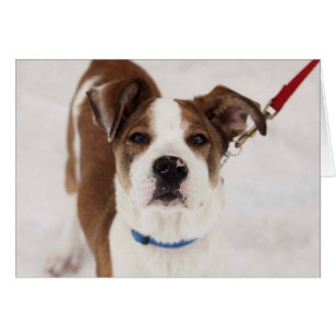 Carte photo de chien - Peyton