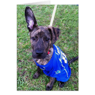 Carte photo de chien - zéro