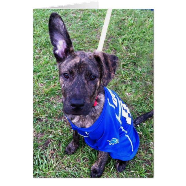 Carte photo de chien - zéro (Devant)