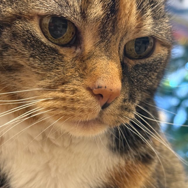 Carte Photo de couleur de la détente de chat (Créateur téléchargé)