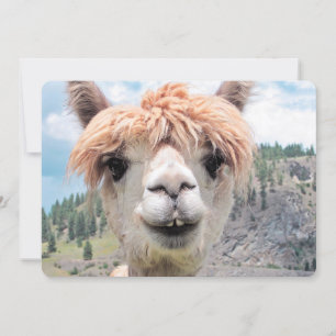 Carte Photo de Cute Smiling Alpaca