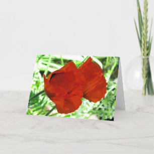 Carte Photo de Deux Oriental Poppies