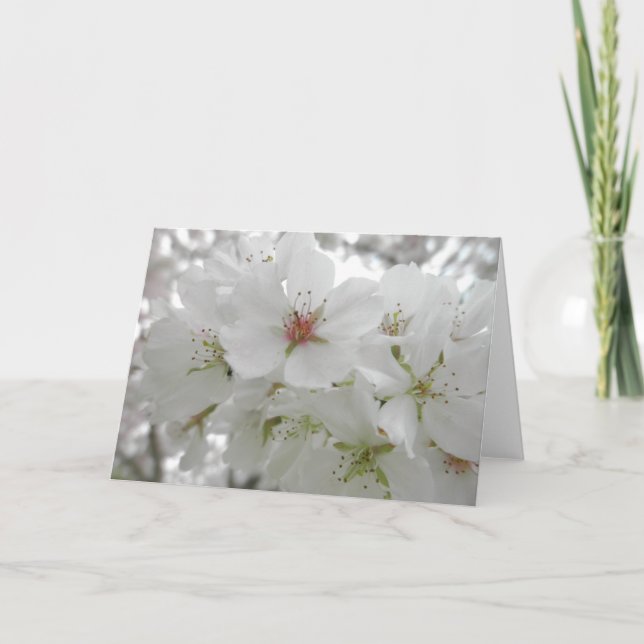 Carte Photo de fleurs de cerisiers blancs (Devant)