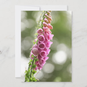 Carte Photo de Foxglove Nature
