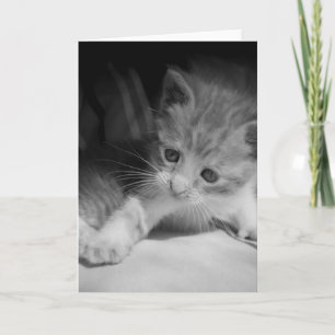 Carte Photo de Kitten noir et blanc