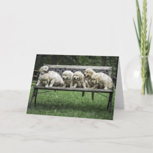 Carte photo de la demi-douzaine de Holly