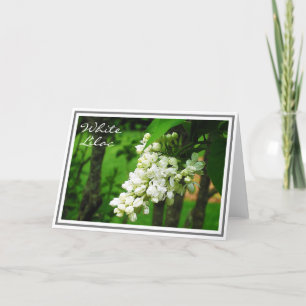 Carte Photo de la grappe de fleurs Lilac blanches