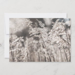 Carte photo de la nature de Reed