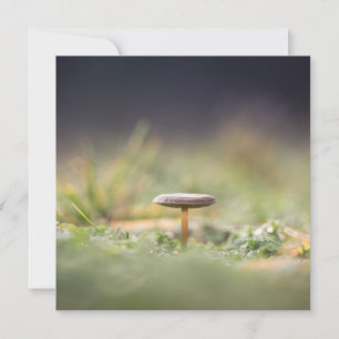 Carte photo de la nature des champignons