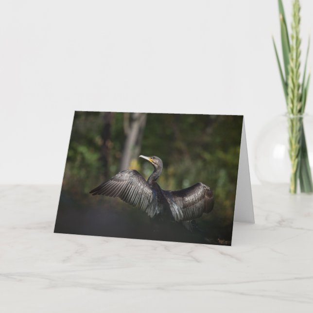 Carte Photo de la nature du Cormoran (Devant)