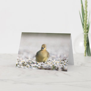 Carte Photo de la nature d'un adorable oison