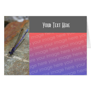 Carte photo de la nature pourpre de Damselfly