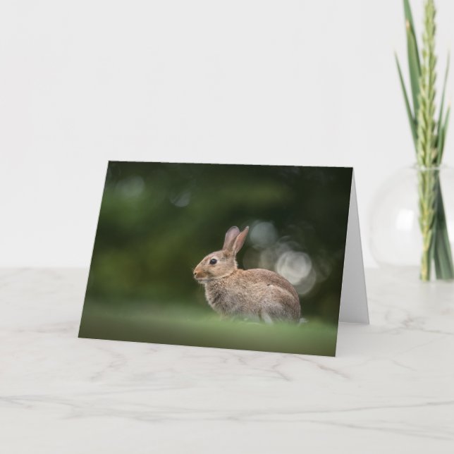 Carte Photo de lapin de nature (Devant)