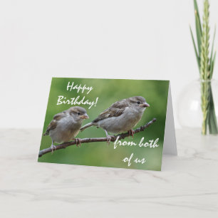 Carte Photo de l'épervier