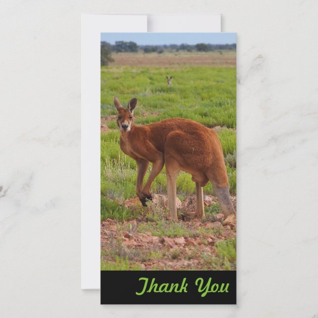 Carte photo de Merci - kangourou rouge australien (Devant)