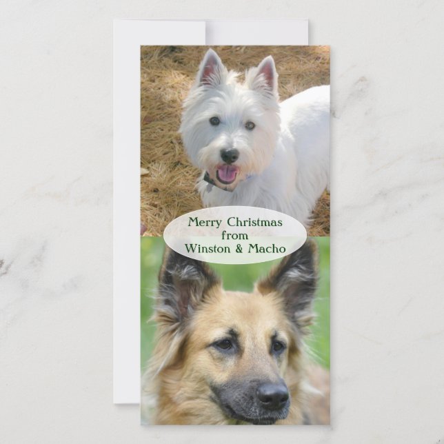 Carte photo de Noël des chiens (Devant)