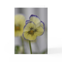 Photo de pensée violette et jaune – Cottagecore vi