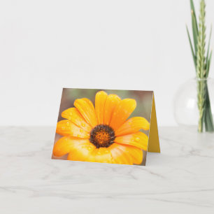 Carte Photo de près de la pâquerette africaine Orange Sp