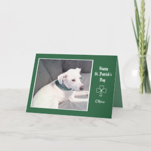 Carte Photo de Shamrocks de chiens blancs mignons et de 