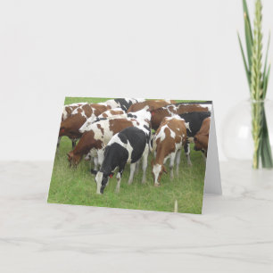 Carte photo de vaches laitières Brown et noires