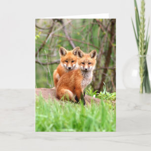 Carte Photo des kits adorables de renard rouge se