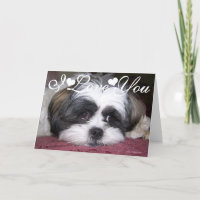 Photo d'image de chien Shih Tzu Je t'aime