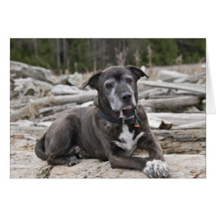 Carte photo d'un American Staffordshire Terrier