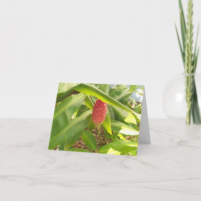 Carte Photo d'un bourgeon de fleurs de Shampoo Ginger (Devant)