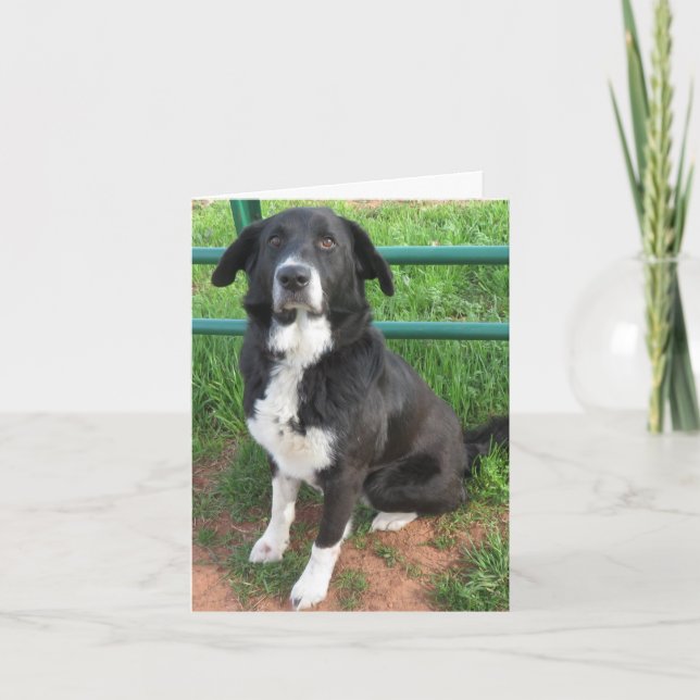 Carte Photo d'un chien de refuge (Devant)