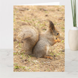 Carte Photo d'un écureuil mignon mangeant une noix