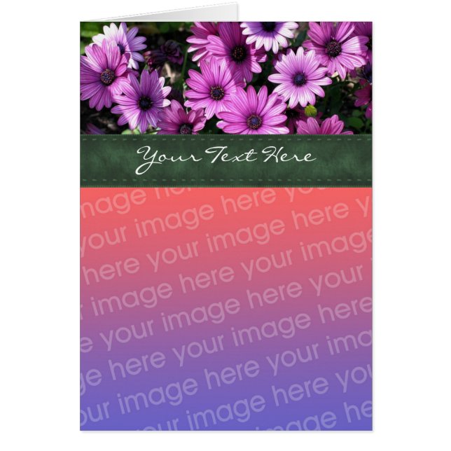 Carte photo floral de marguerites africaines viole (Devant)