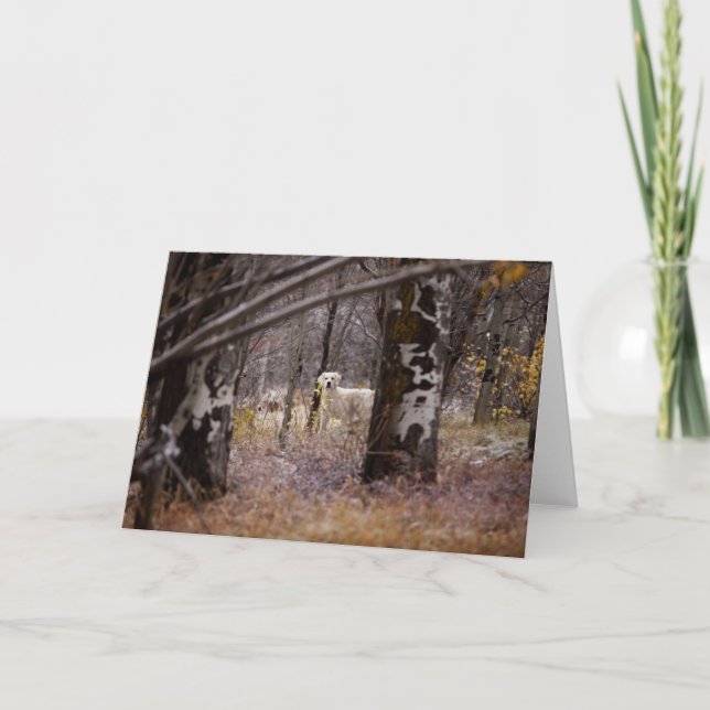 Carte photo Golden Retriever (Devant)